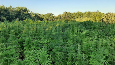 686 milyon dolarlık esrar kaçakçılığı yapan çeteye operasyon