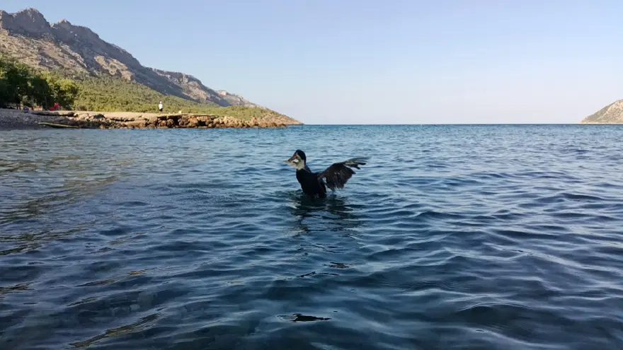 7 yıldır yanında ayırmıyor. En sevdiği şey yüzmek, yürüyüş de yapıyor 4
