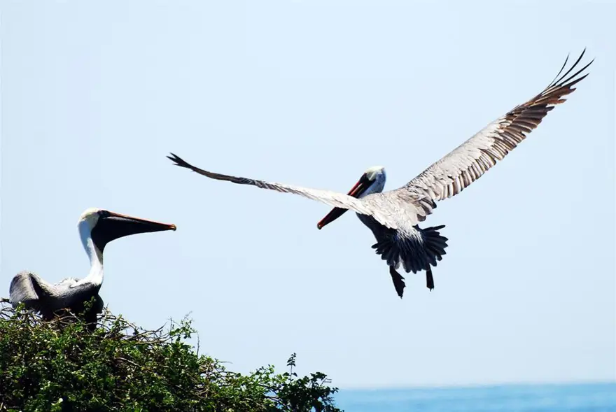 Darwin'in adasından kaçıyorlar 18