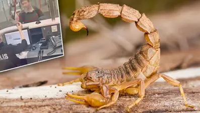 Endemik hayvan operasyonu: Bin 500 adet akrep, örümcek, tarantula ele geçildi