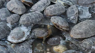 Derede mahsur kalan kaplumbağalar kurtarıldı