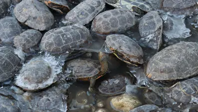 Derede mahsur kalan kaplumbağalar kurtarıldı