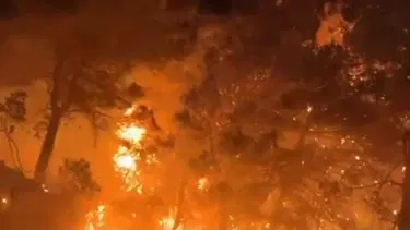Hatay'da orman yangını