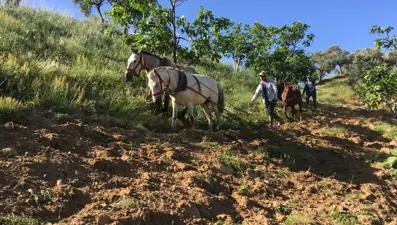 Yaşıtları bir bir köyü terk ederken onlar kalmayı seçti: Günlük kazançları dudak uçuklatıyor