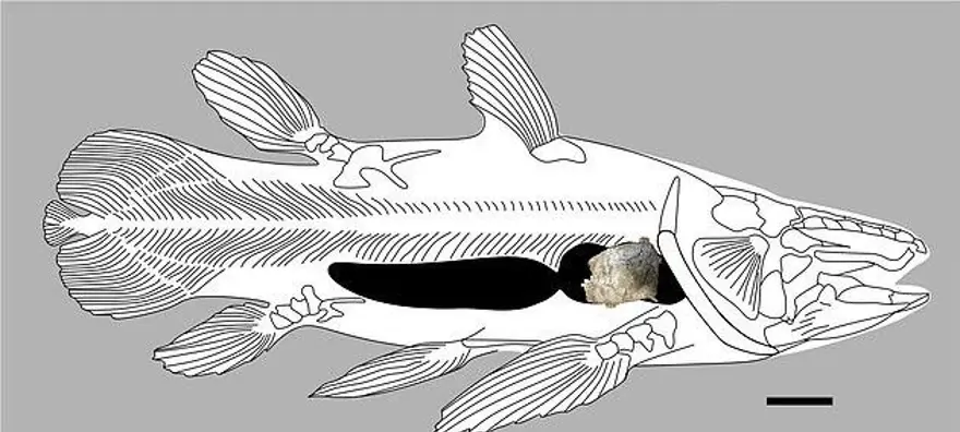 İngiltere'de 66 milyon yıllık balık fosili bulundu 3