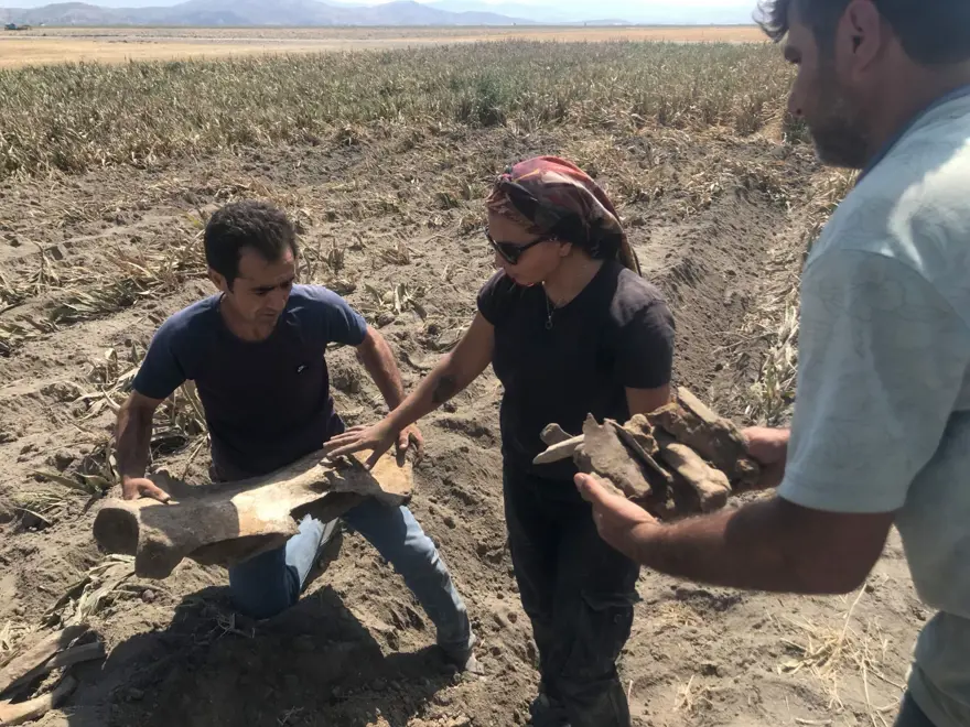 Kahramanmaraş'ta ekim için sürülen tarlada fil fosili bulundu 4