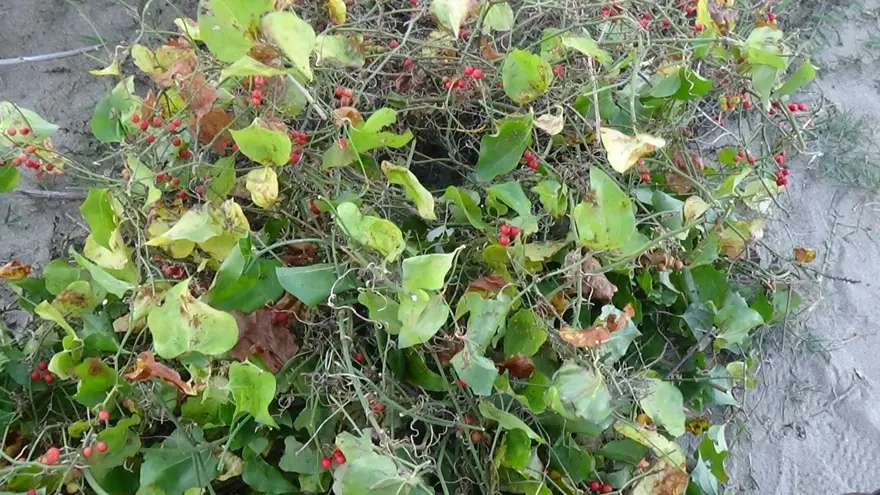 İstanbul'dan Sinop'a gelip toplamaya başladılar: 1 ay boyunca ormanda, dağlarda dolaşıyorlar 4
