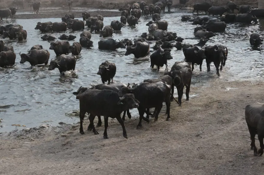 Afrika Serengeti Parkı değil Balıkesir Ovası 17