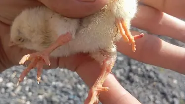 Yumurtadan 4 ayaklı civciv çıktı