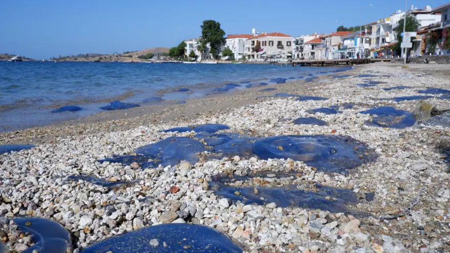 Foça plajlarında denizanası istilası 1 Foça plajlarında denizanası istilası 1