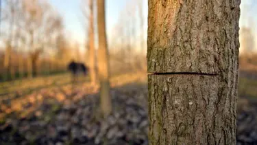 Kestiği ağacın altında kalan hemşire öldü