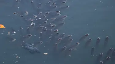 Ceylani Nehri'nde balık ölümleri