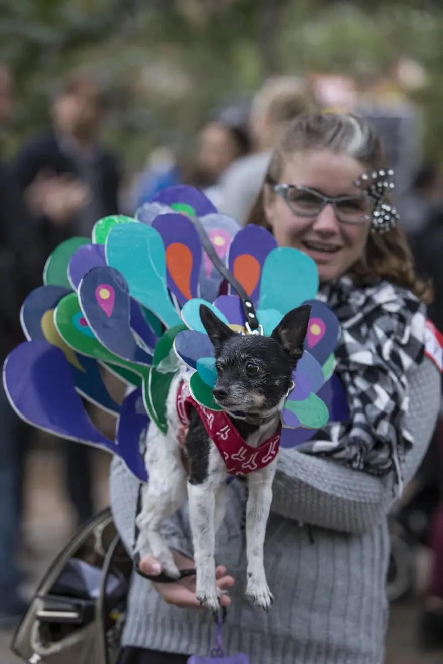Köpeklere özel Cadılar Bayramı 7