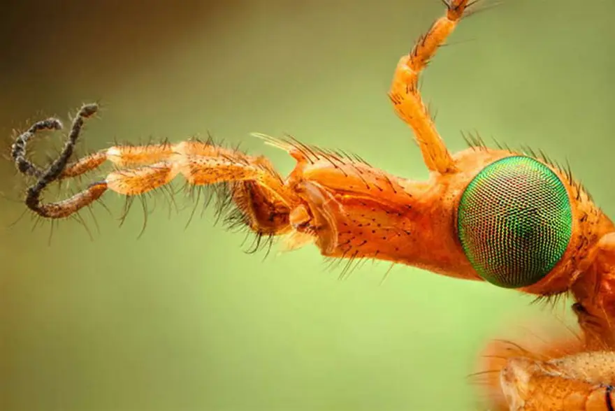 Bu kadar yakından görmediniz 2