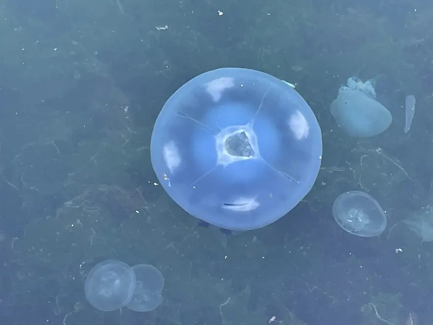 Marmara'da "bitti" derken yeniden hortladı: Balıkçılar çaresiz kaldı 2