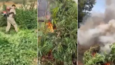 Zehir tacirlerine darbe: 3 milyon 476 bin kök kenevir ele geçirildi