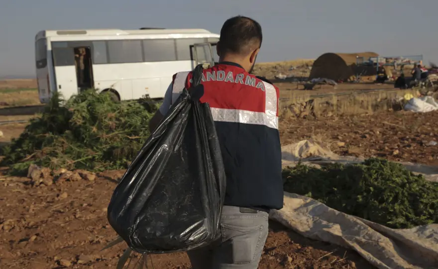 Mısır tarlasından 190 bin kök Hint keneviri ve 415 kilo esrar çıktı 10