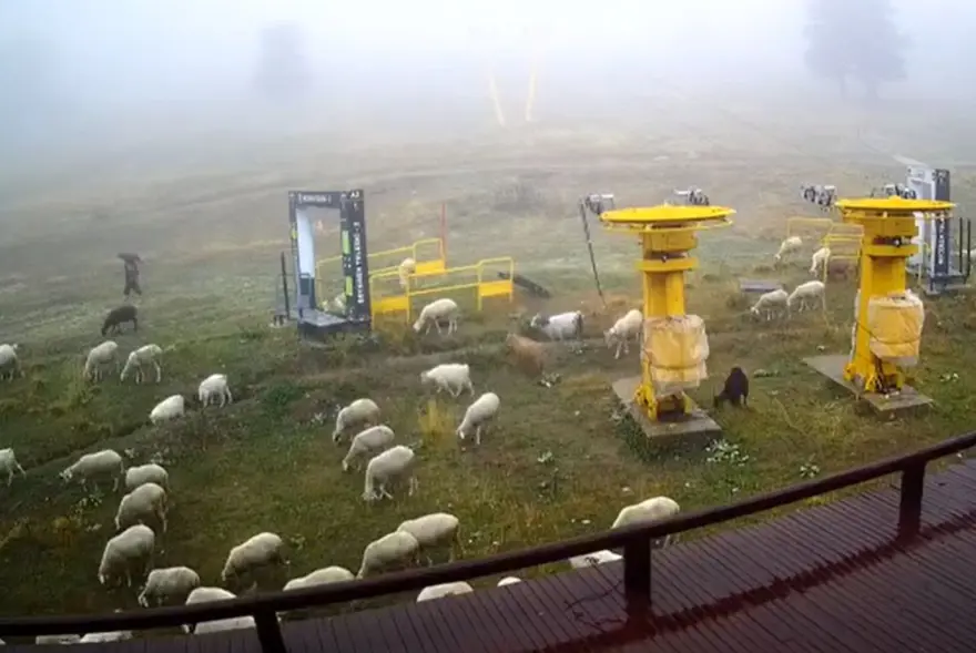 Uludağ'da kar beklenirken koyunlar pistlere indi 2 Uludağ'da kar beklenirken koyunlar pistlere indi 2