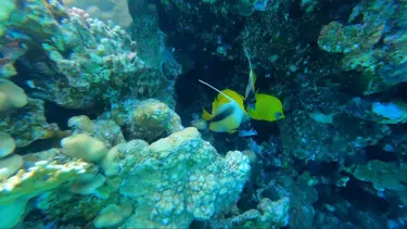 Kızıldeniz'in en iyi dalış noktası: Şarm El Şeyh