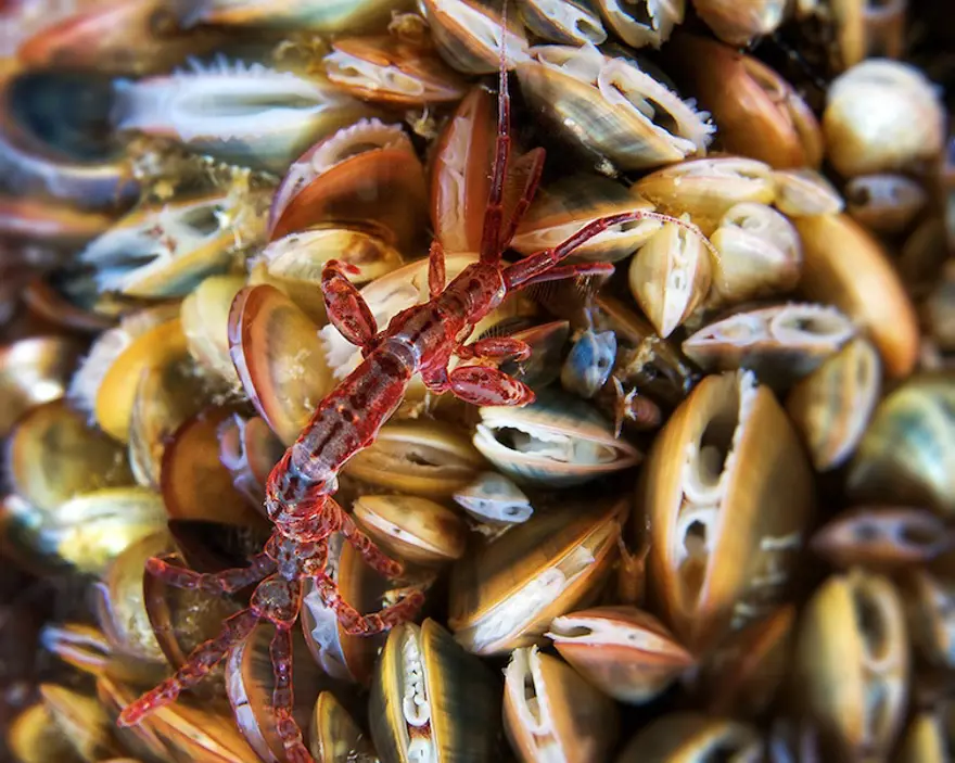 Beyaz Deniz'in harikaları 30