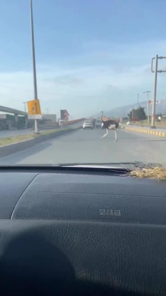 Hatay'da trafikte deve kuşu şaşkınlığı