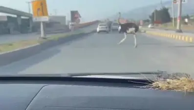 Hatay'da trafikte deve kuşu şaşkınlığı