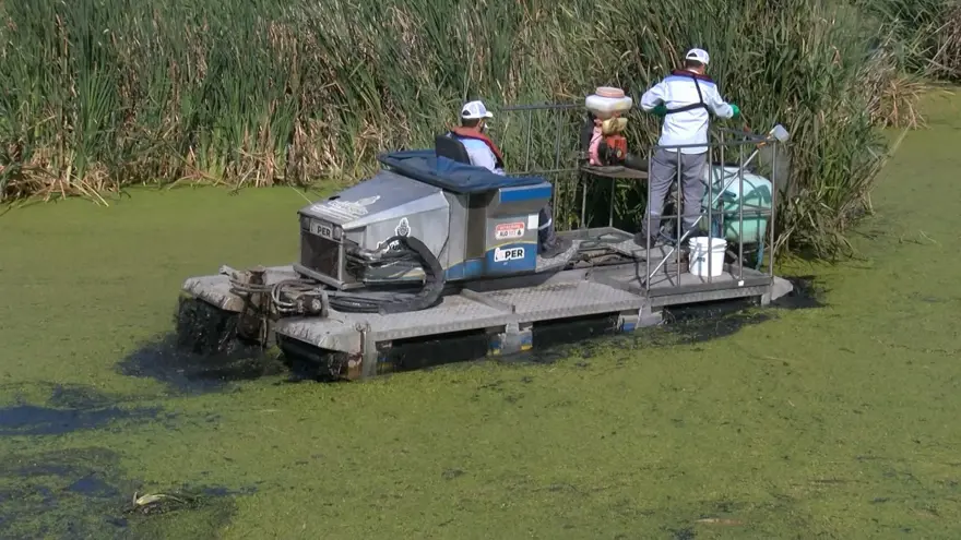 İstanbul'da sivrisinekler hastanelik etmeye başladı 8