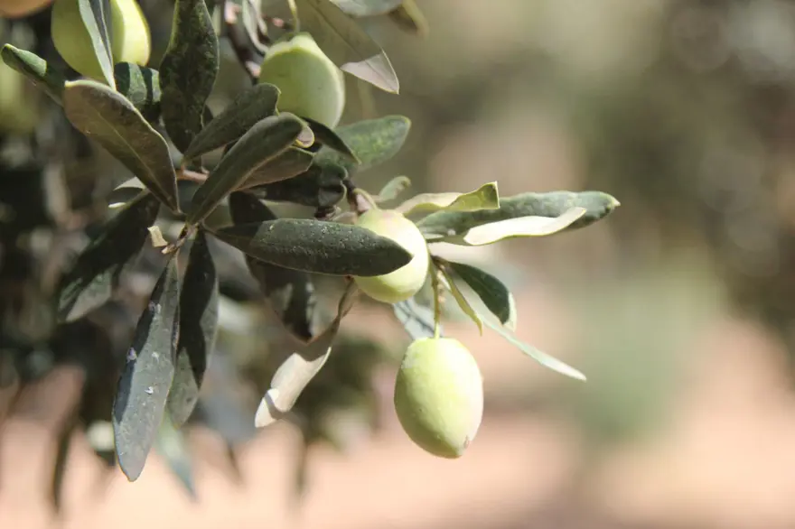 "VERİM YOK, AĞAÇLAR KURUDU" 3