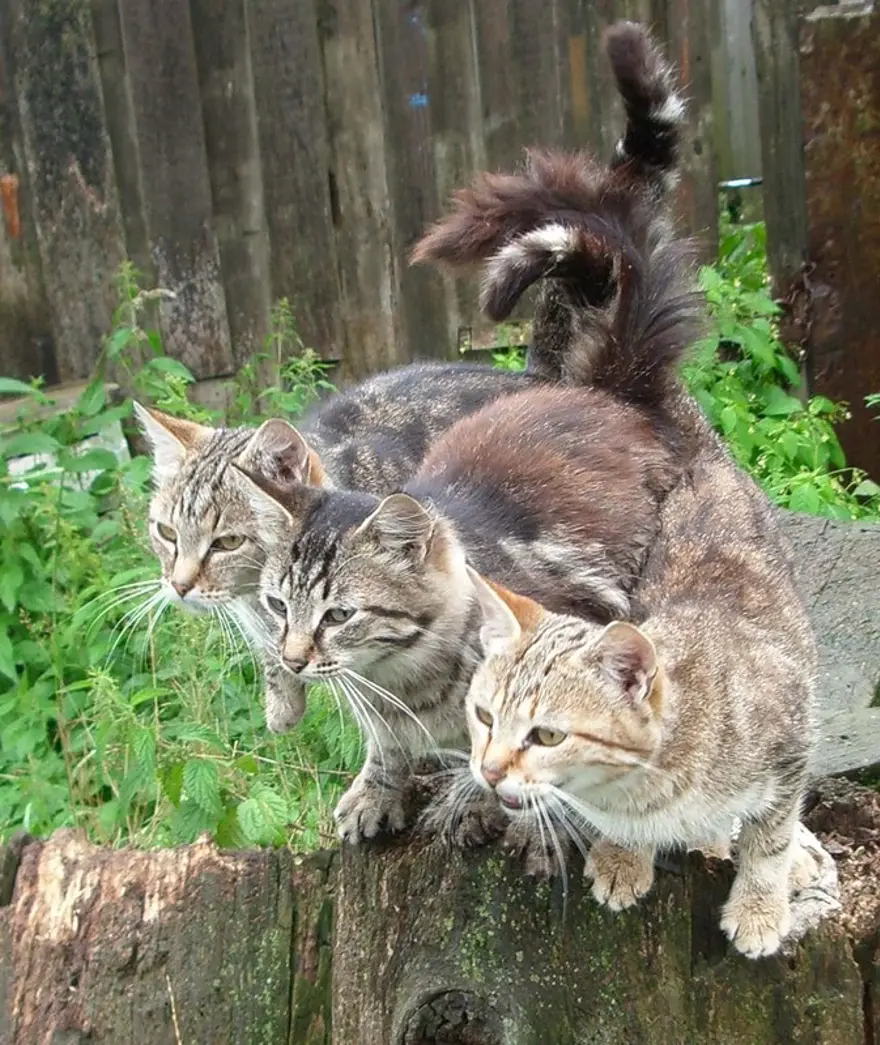 İnternetin yeni fenomenleri 88