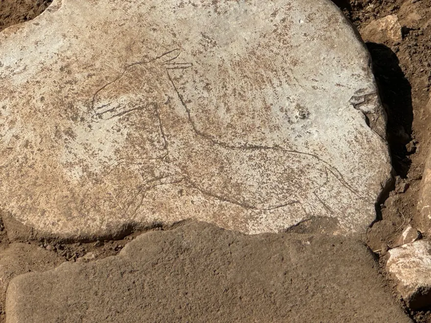 Neolitik döneme ışık tutacak! Taşta 11 bin yıllık eşek çizimi 