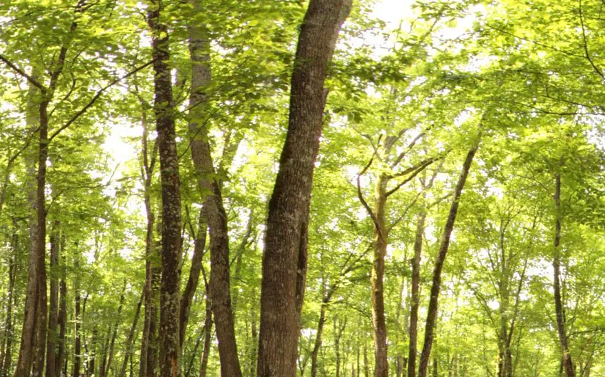 istanbul'un tabiat parkları, istanbul'daki tabiat parkları, istanbul mesire alanları, istanbul'de ailece nereye gidilir, istanbul ormanları 16