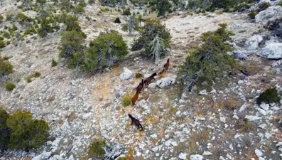 Burdur'da yılkı atları drone ile görüntülendi