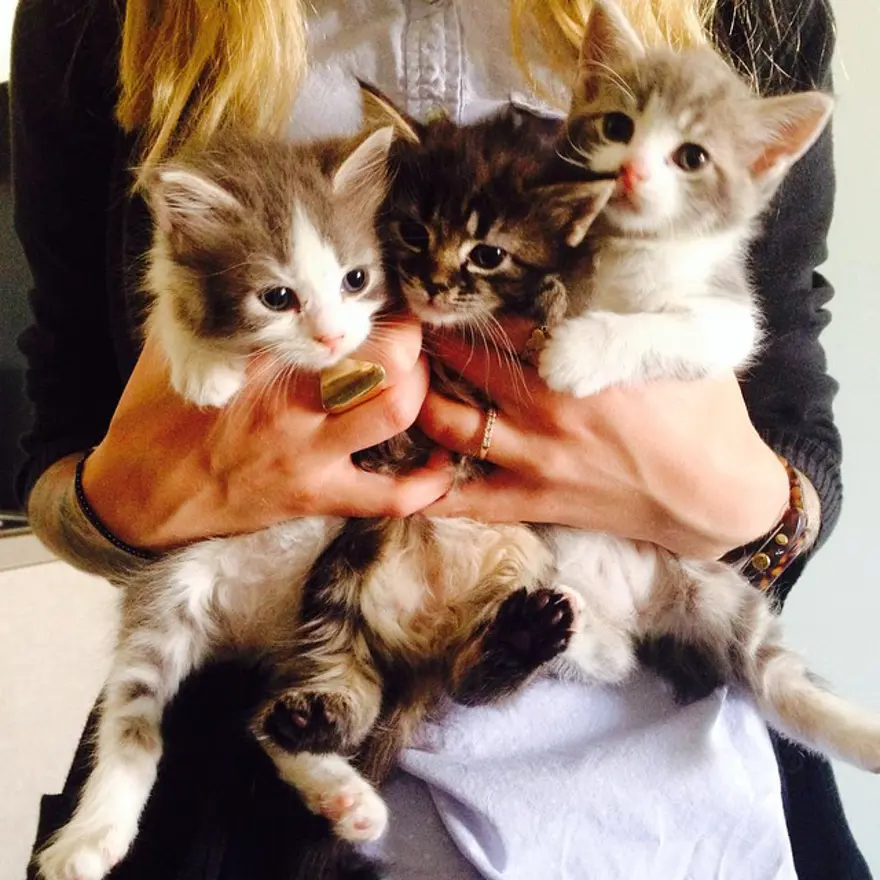 Hayatını kedileri kurtarmaya adadı 11