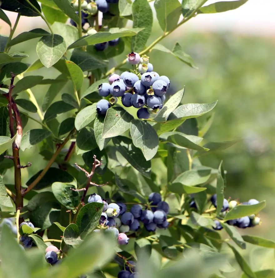 Kuzey Amerika'dan Türkiye'ye kadar yayıldı! Kilosu 230 liradan kapış kapış satılıyor, tıbbi değeri çok yüksek 8 Kuzey Amerika'dan Türkiye'ye kadar yayıldı! Kilosu 230 liradan kapış kapış satılıyor, tıbbi değeri çok yüksek 8