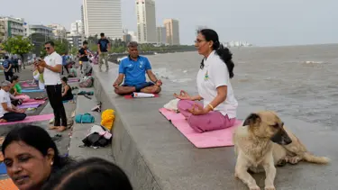 Hindistan, toplatılan köpekleri yeniden serbest bırakacak