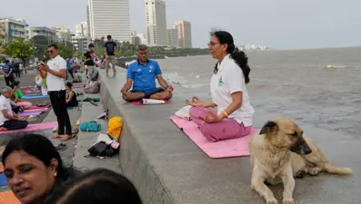 Hindistan, toplatılan köpekleri yeniden serbest bırakacak