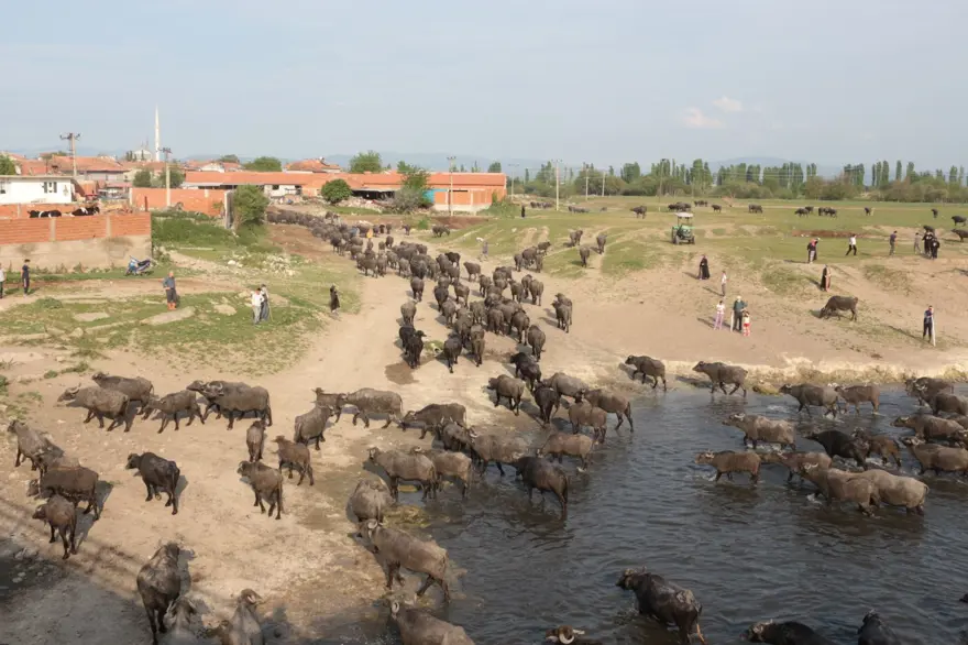 Afrika Serengeti Parkı değil Balıkesir Ovası 24