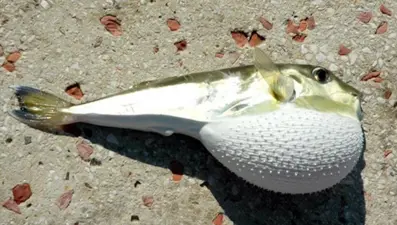 Balon balığı getirene adet başına 35 lira