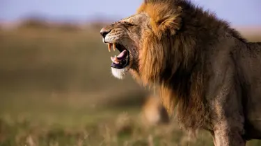 Aslan saldırısına uğrayan 14 yaşındaki kız feci şekilde can verdi