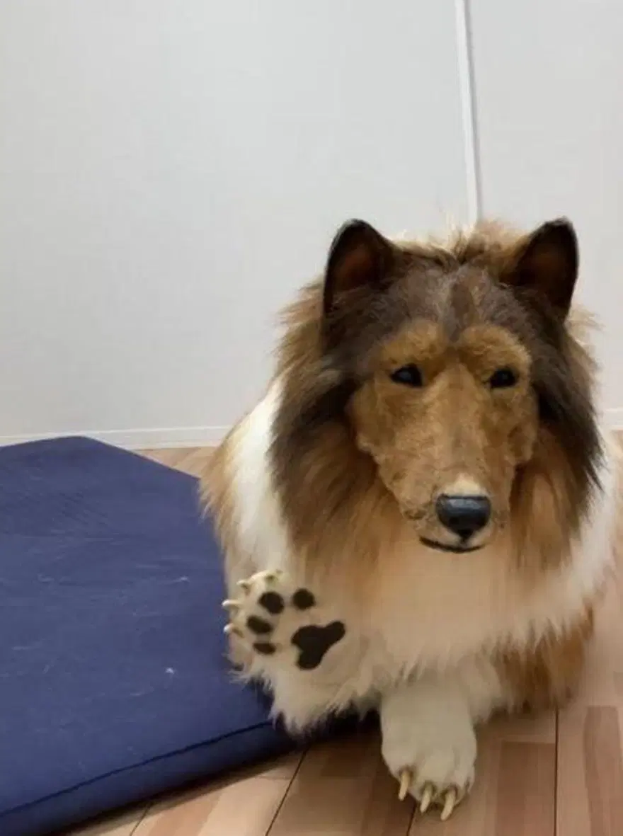 Hayalini gerçekleştirdi! Köpeğe benzemek için 380 bin lira harcadı 1 Hayalini gerçekleştirdi! Köpeğe benzemek için 380 bin lira harcadı 1