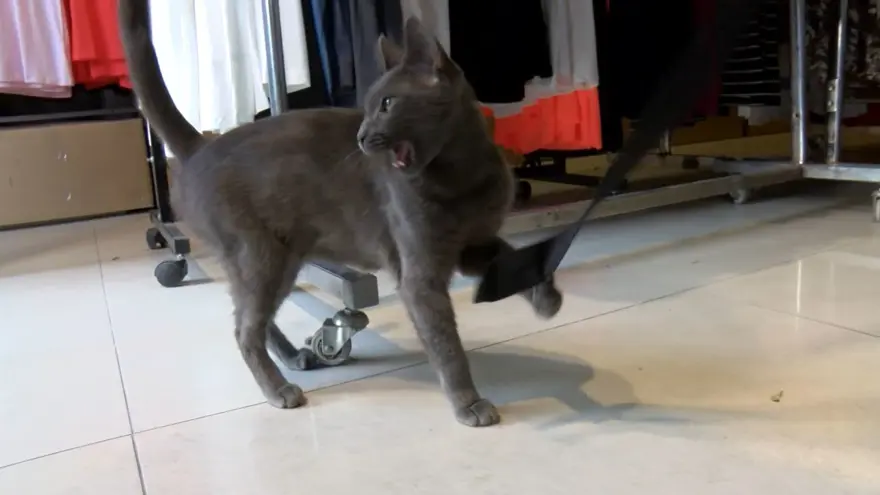 Bağcılar'da kedi, Sibirya kurduna saldırdı 1