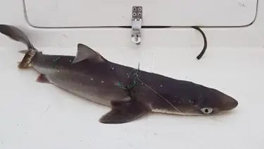 İstavrit tutmak istedi, köpek balığı yakaladı