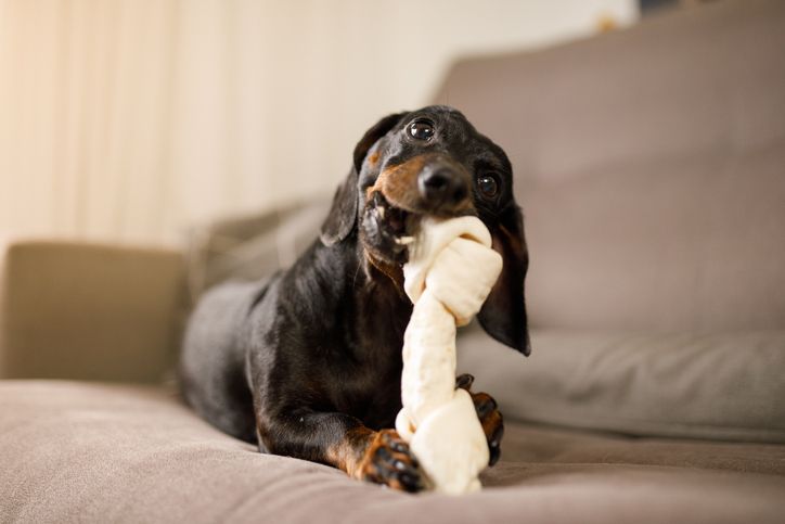 Köpekler oyuncaklarına kumar benzeri bağımlılık geliştiriyor