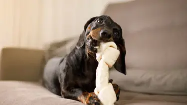 Köpekler oyuncaklarına kumar benzeri bağımlılık geliştiriyor