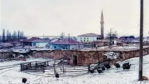 Köpeklerin saldırdığı kadın yaralandı