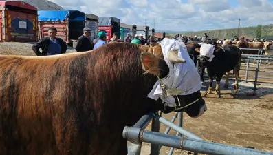 Yozgat'ta hayvan pazarları tedbir amaçlı kapatıldı