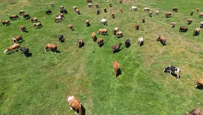 Hayvancılık desteği başvuruları için son üç gün