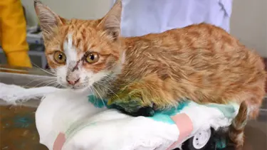 O kedinin ayaklarını tren ezmiş