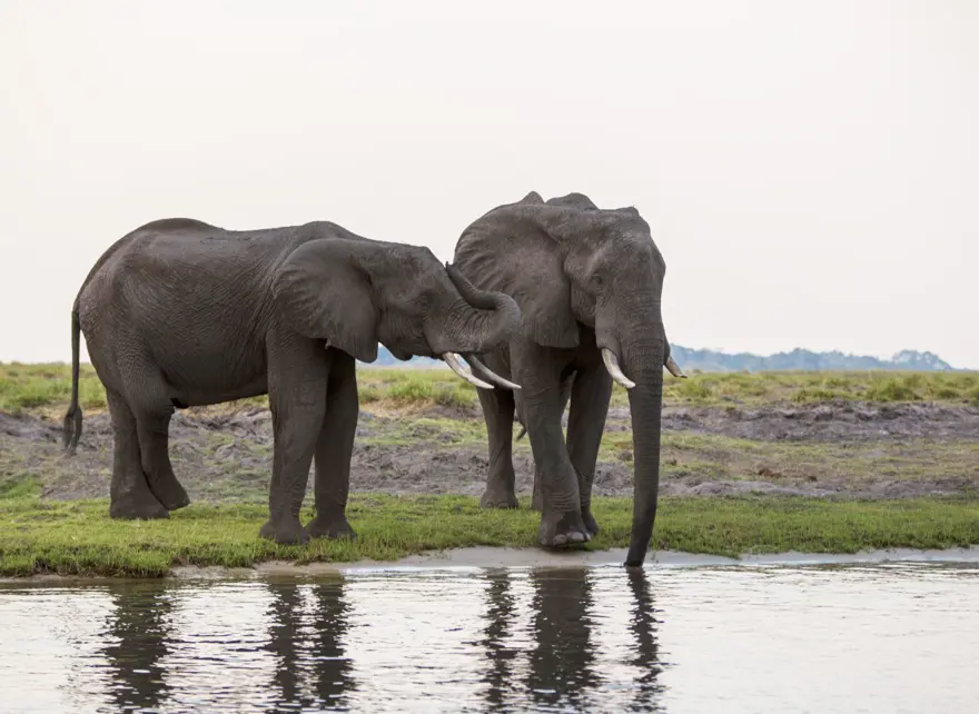 Afrika'nın fil cenneti: Chobe Ulusal Parkı 4