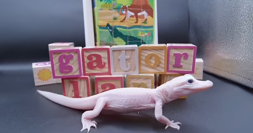 ALBİNOLARDAN DAHA NADİR 